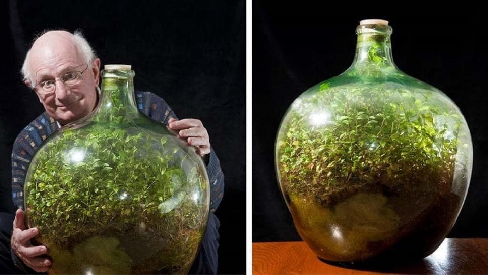 Bir Şişe İçinde 60 Yıllık Büyülü Bahçe