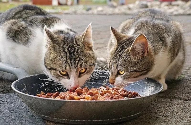 Ev Yapımı Kedi-Köpek Yaş Maması Tarifleri
