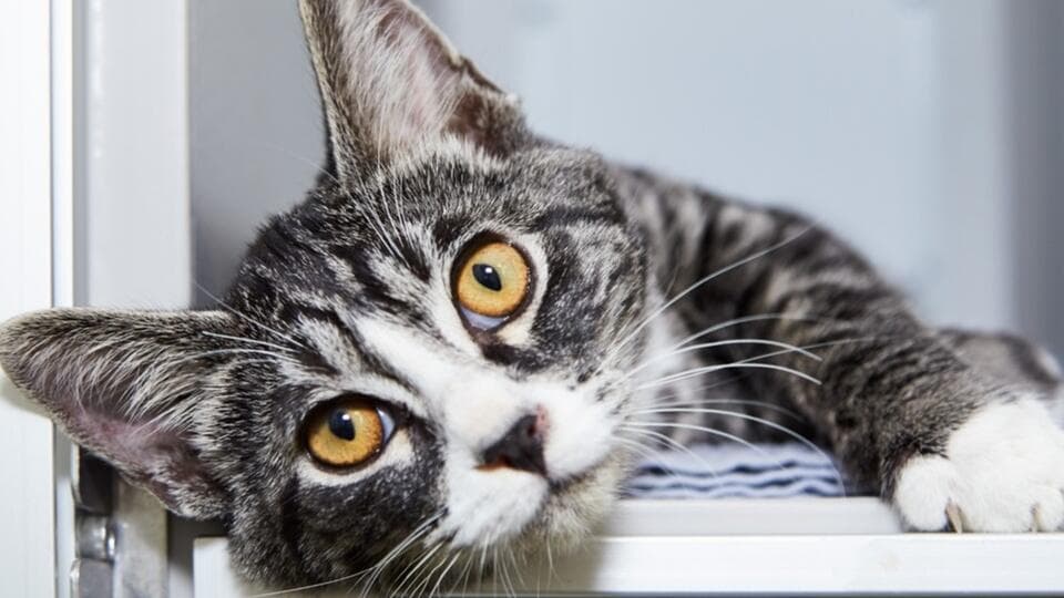 Kedilerin En İlginç Özellikleri