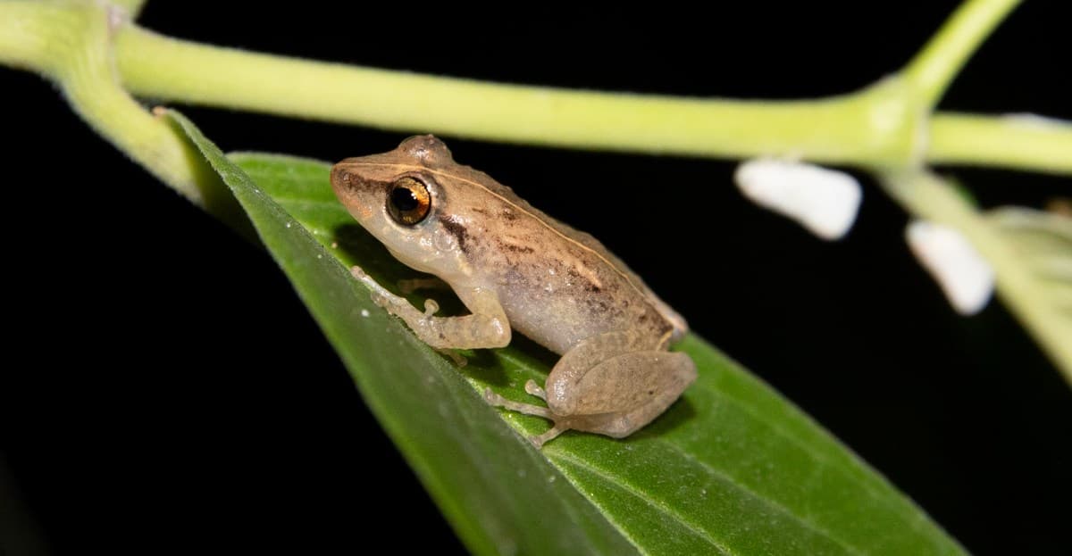 Why do frogs croak? - Vox