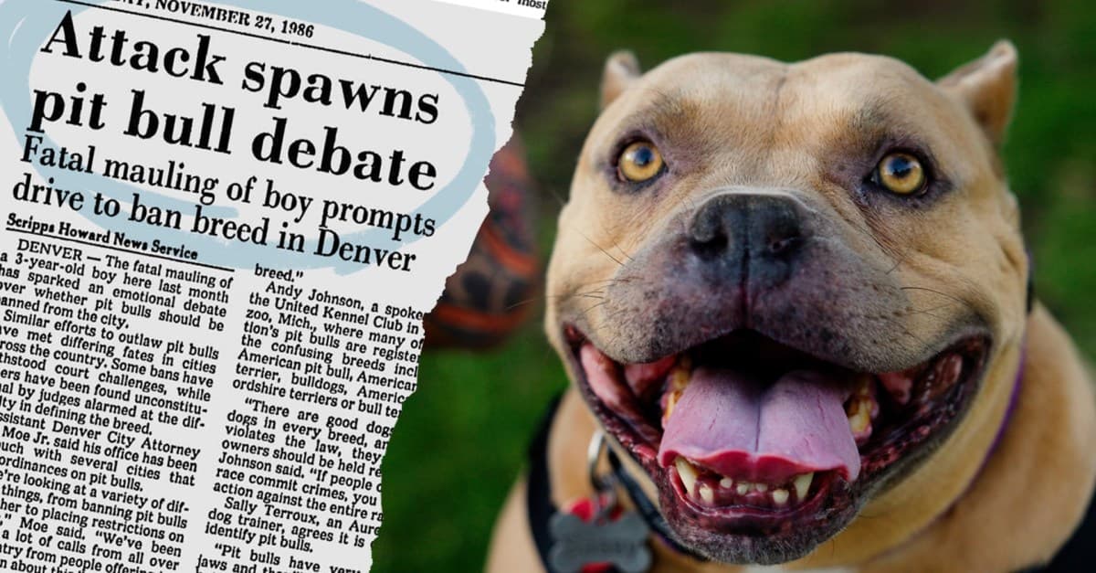 How pit bulls got a bad reputation